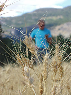 Pasayten-Spring-Wheat-Curring