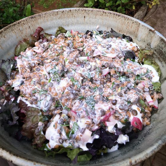 Warm Einkorn & Lentil Salad with Spring Herbs and Lemon Yogurt Dressing