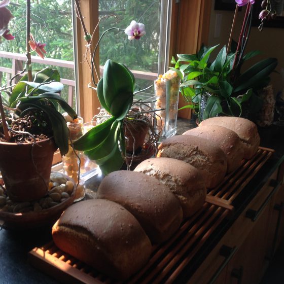 Judy Prichard's Whole Wheat Bread
