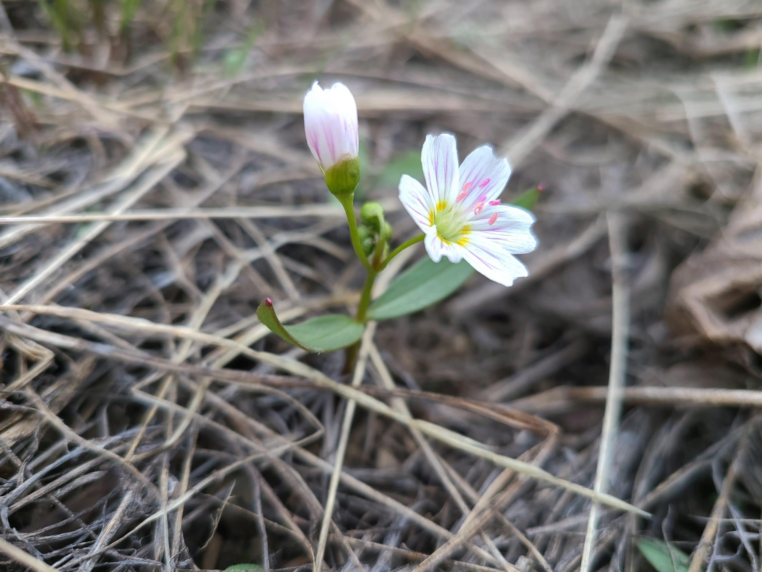 spring beauty in farm field