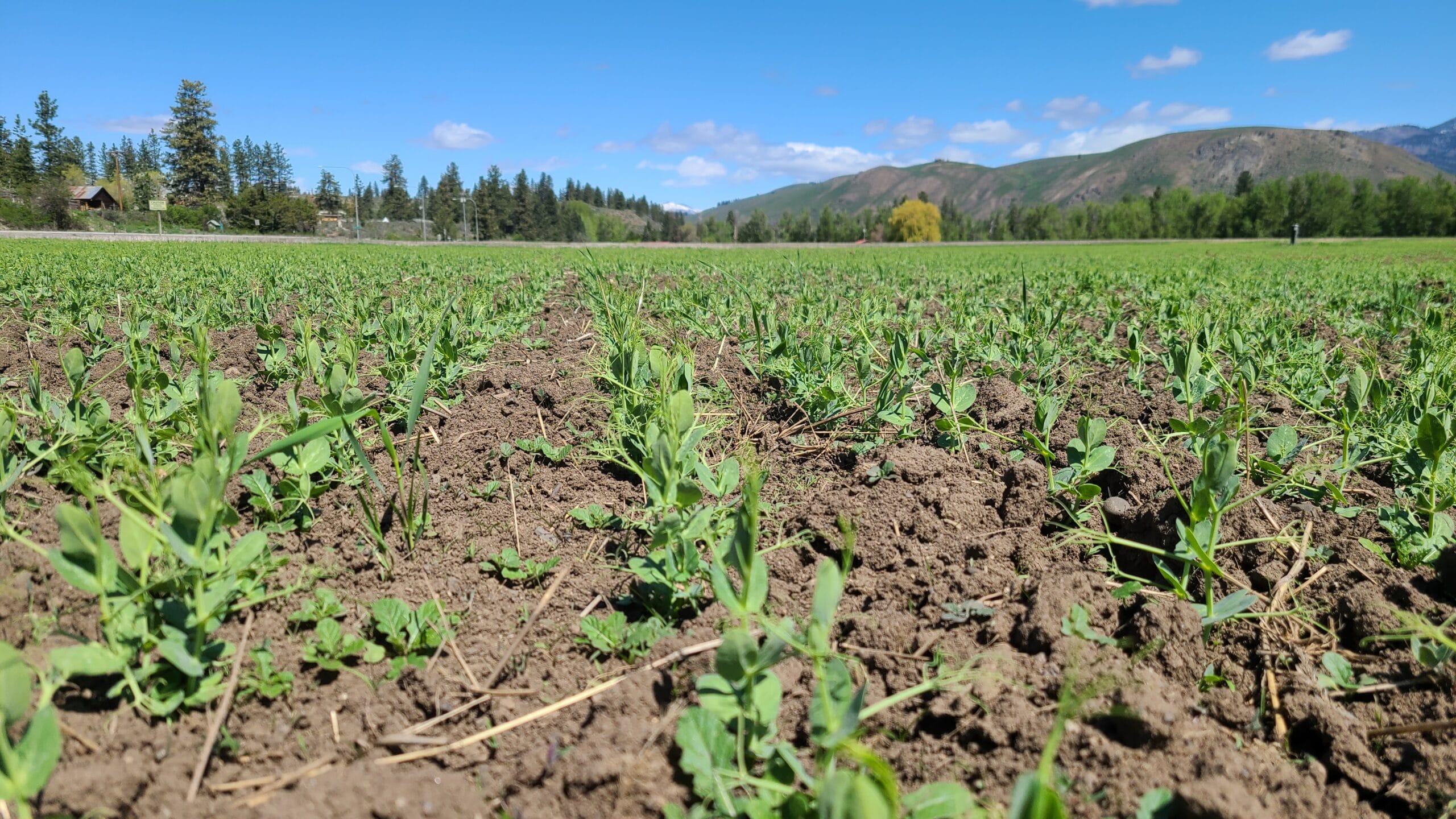 Spring peas are used as a cover crop.