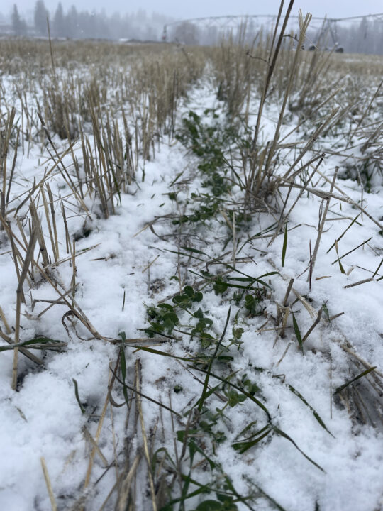 Cover Crop Peas in Snow