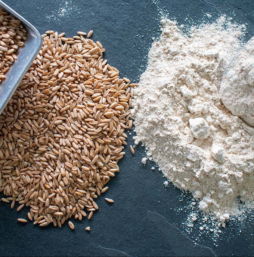 Facts about Spelt, organic ancient grain, regenerative farming