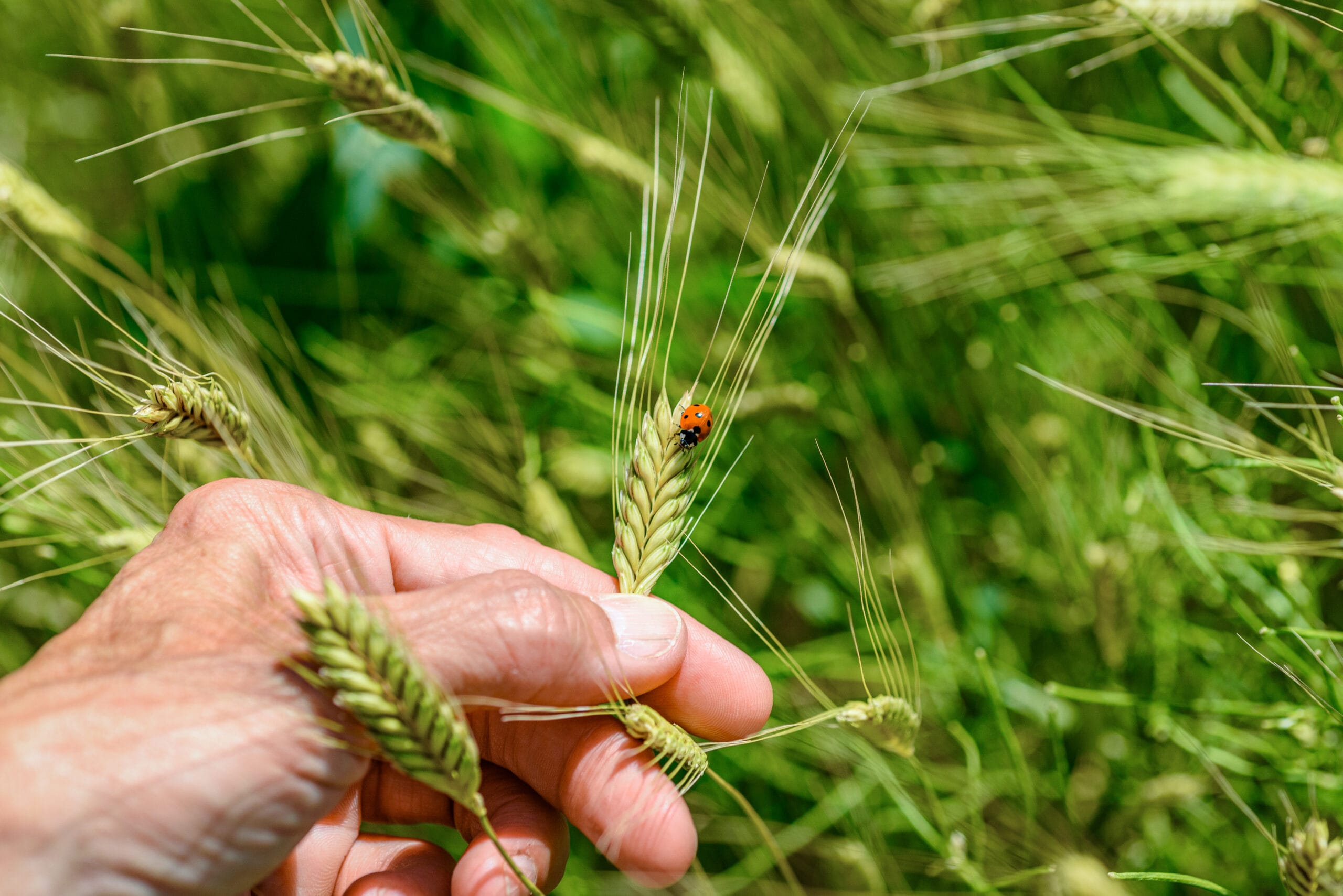 Einkorn, Einkorn field, ancient grains, ancient wheat, Methow Valley Organic Farming, ladybug, natural pest control