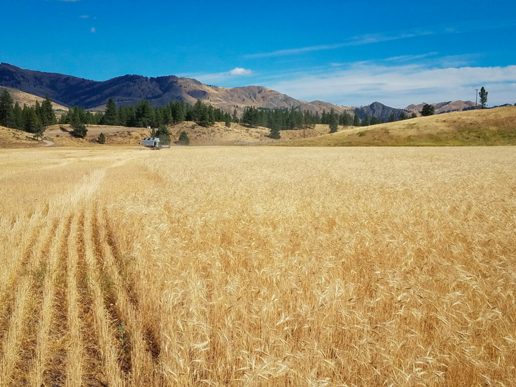 Emmer field, emmer farro, emmer harvest, ancient grains, ancient wheat, Methow Valley Organic Farming