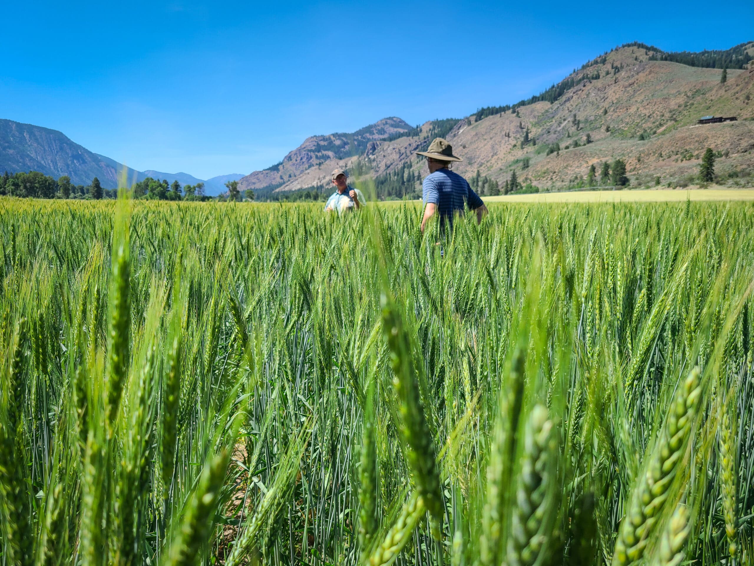 Farmers in wheat field, Sam Lucy, Blain Schmaltz, Pasayten Hard White Wheat, organic farming