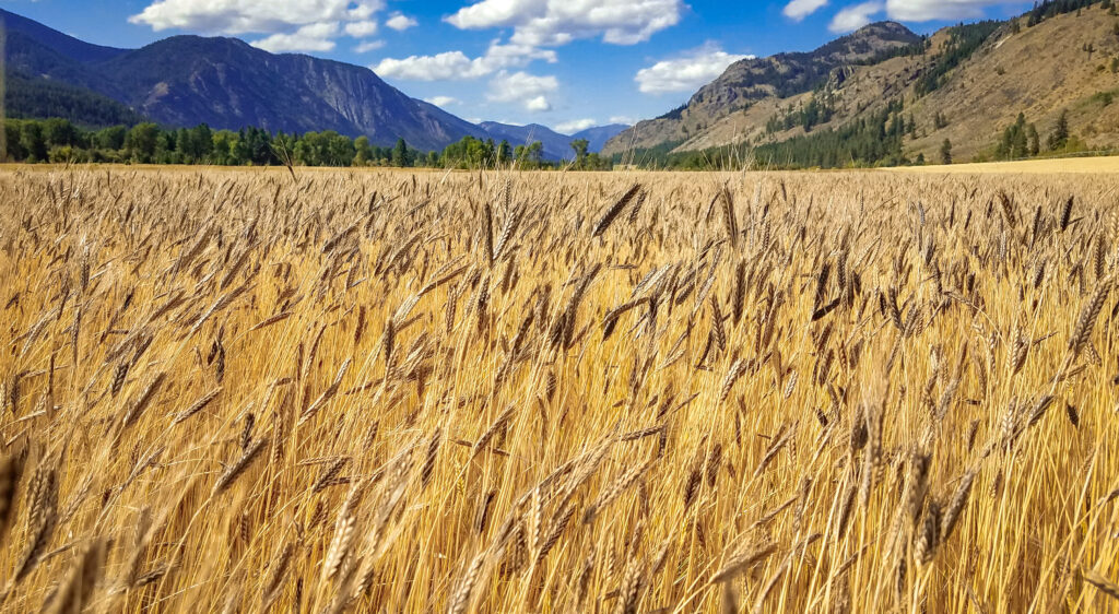 Einkorn, Einkorn field, ancient grains, ancient wheat, Methow Valley Organic Farming
