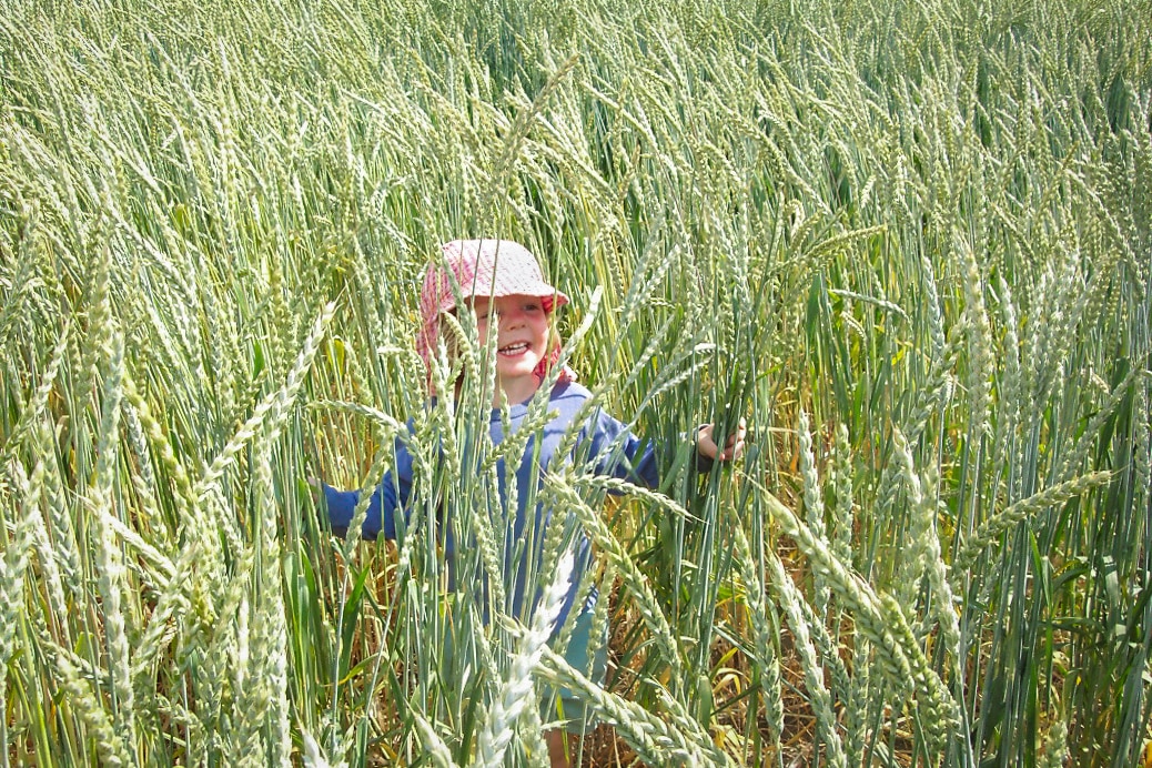 Spelt field, Spelt, Triticum spelta, dinkel wheat, closeup of toddler in wheat in field, ancient grain, organic farming