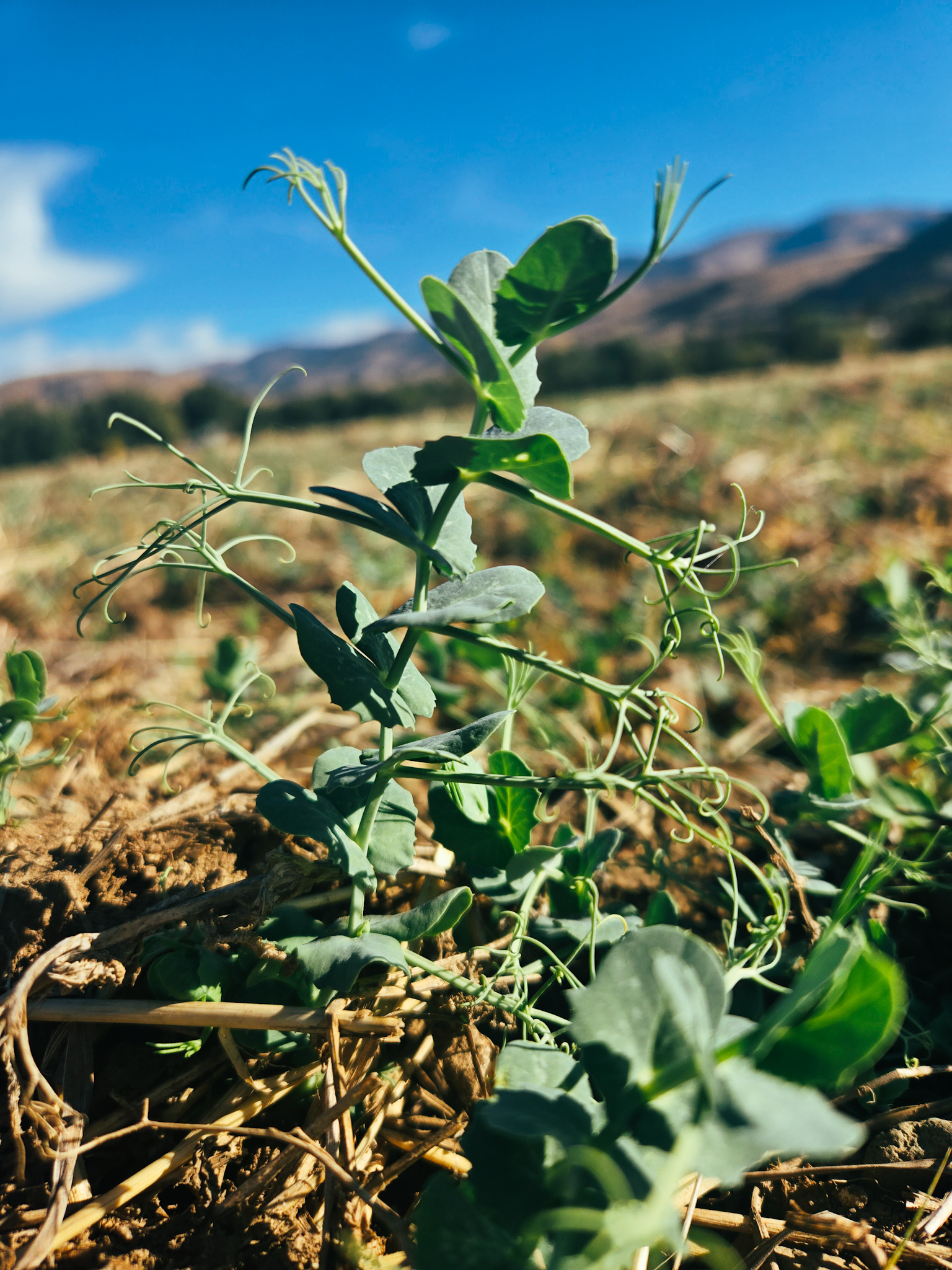 Peas in Bluebird Grain Farms field, Nitrogen Fixers