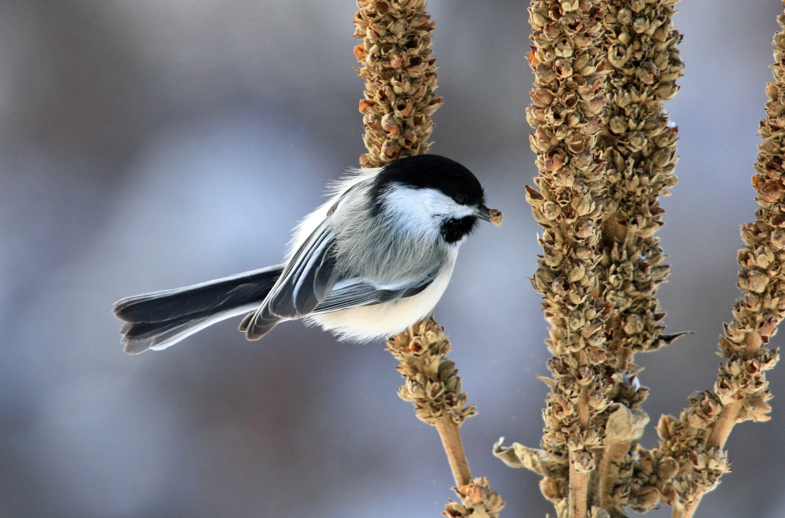 Wildlife at Bluebird Grain Farms