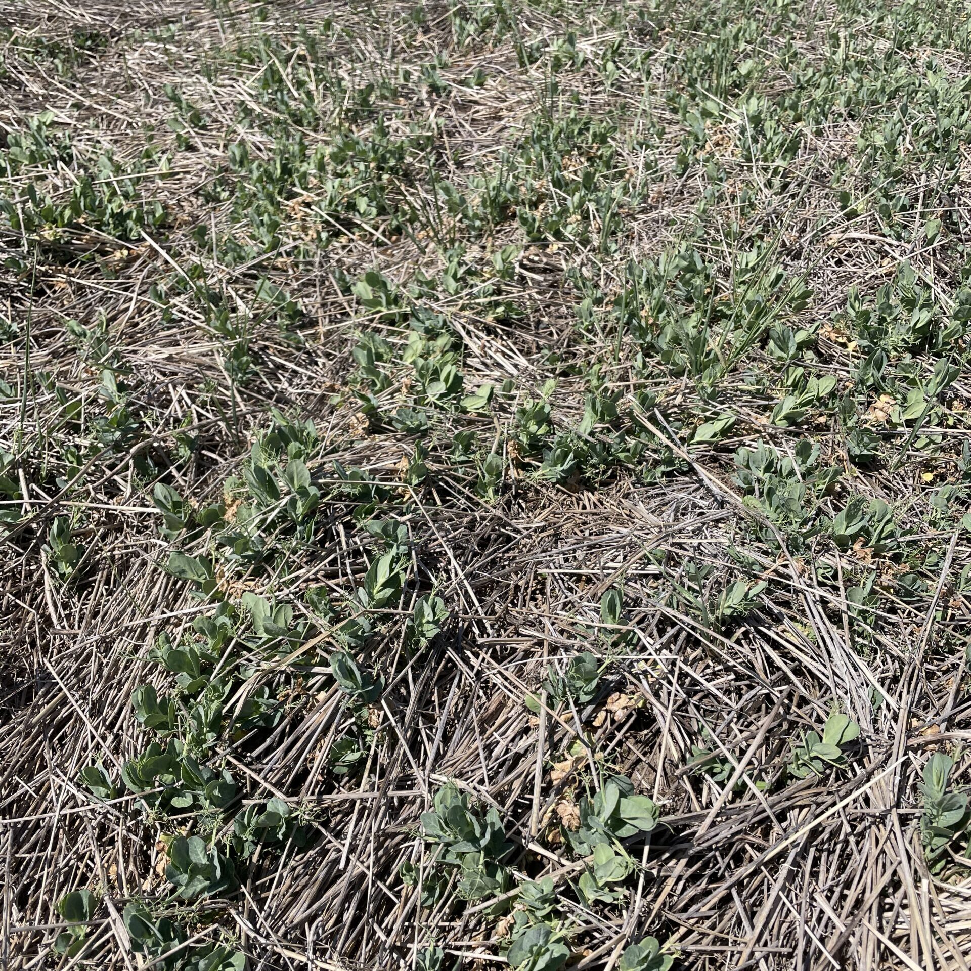 Peas, Regenerative Farming, Cover Crop