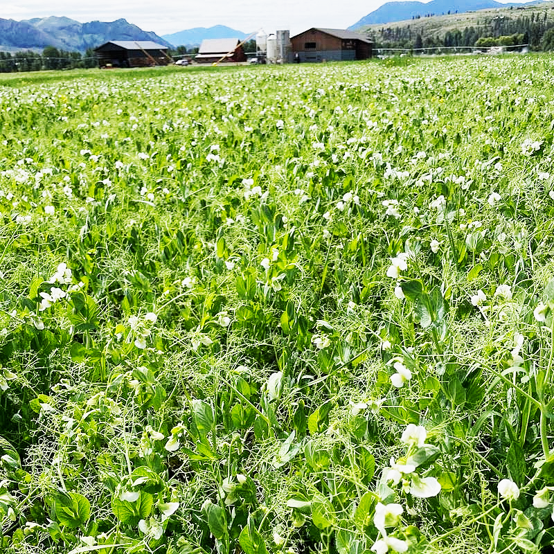 Regenerative Agriculture at Bluebird Grain Farms