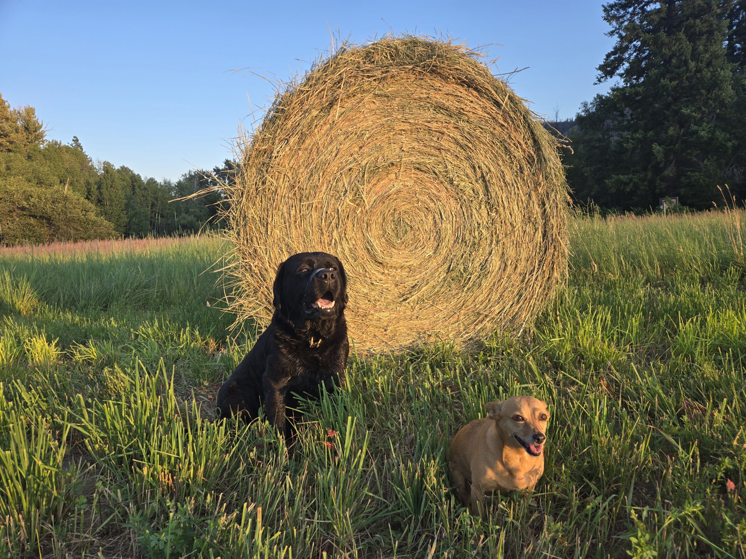 Farm Dogs