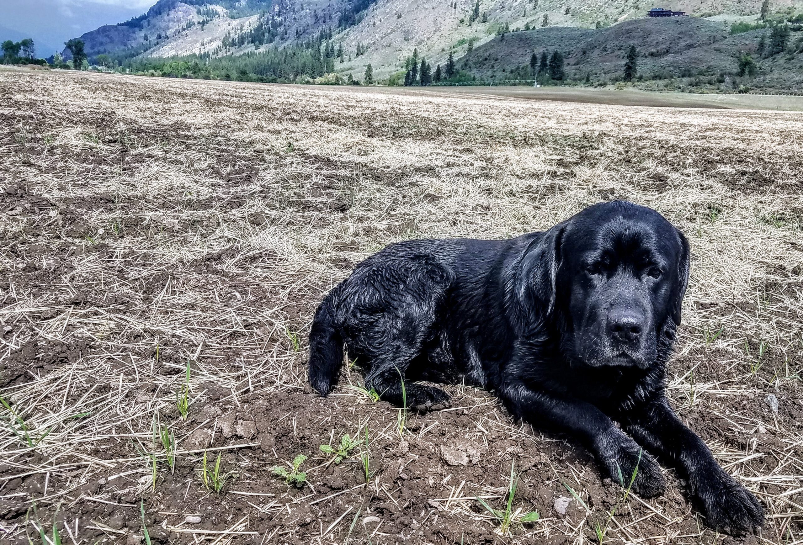Beloved Farm Dog, Dog and Farm,