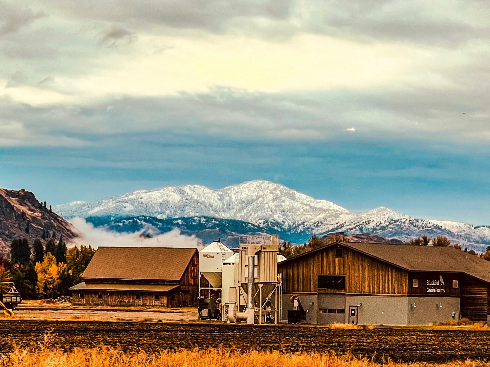 Bluebird Grain Farms
