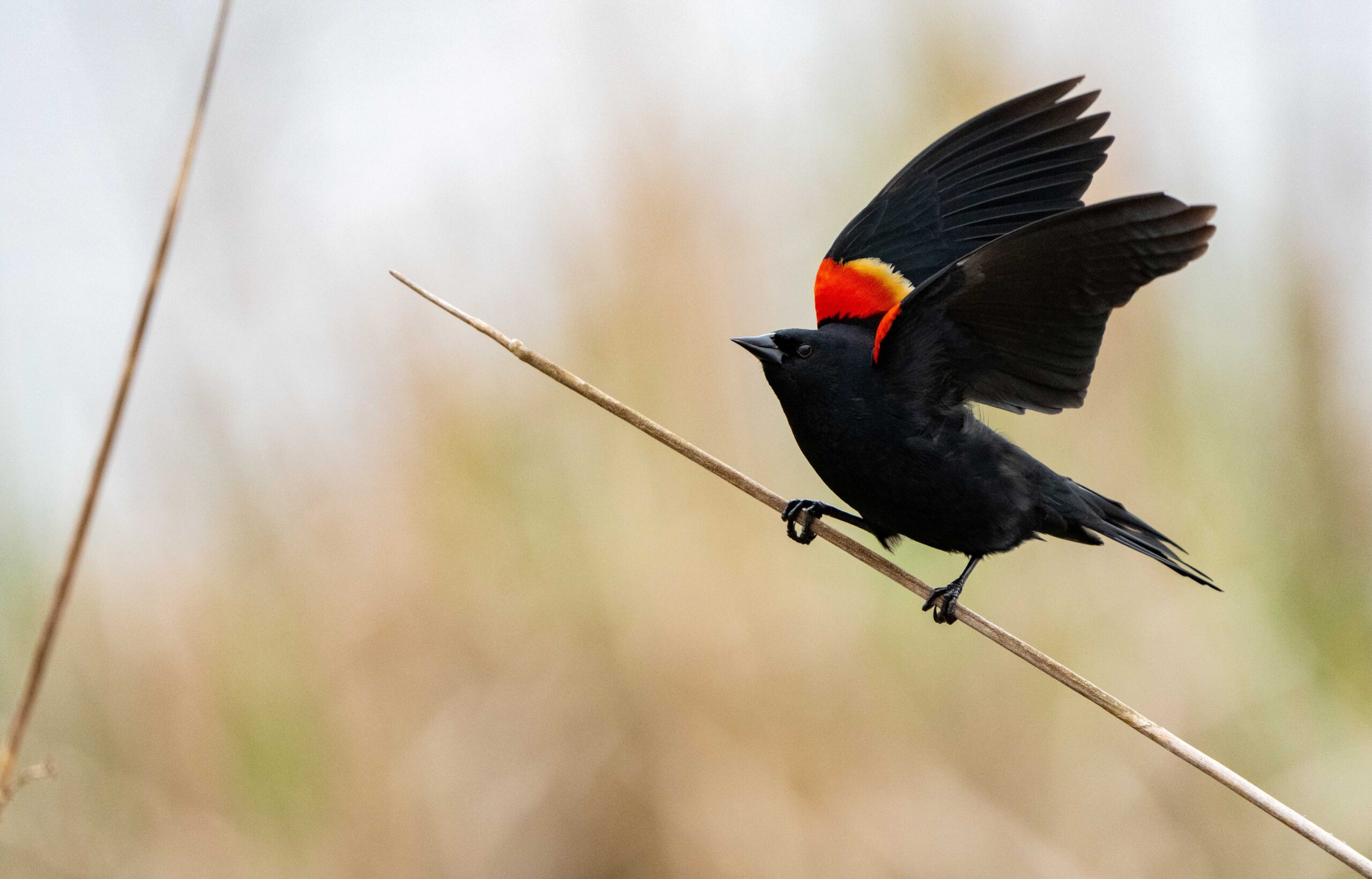 Red Winged Blackbird