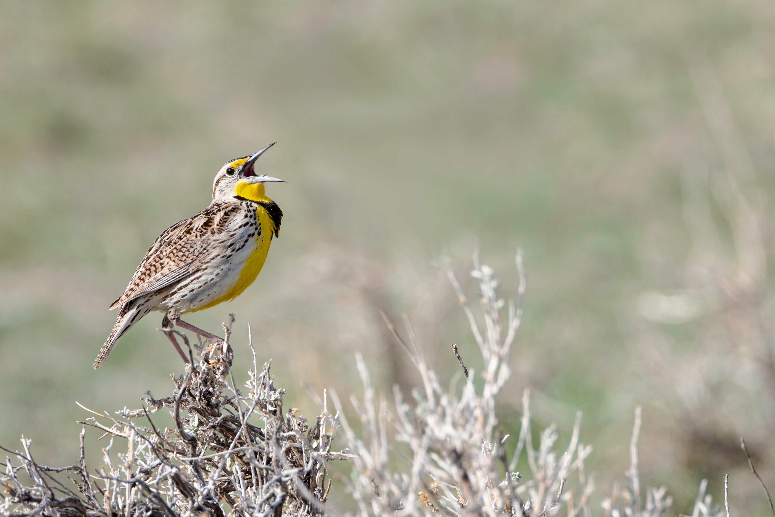Meadowlark singing