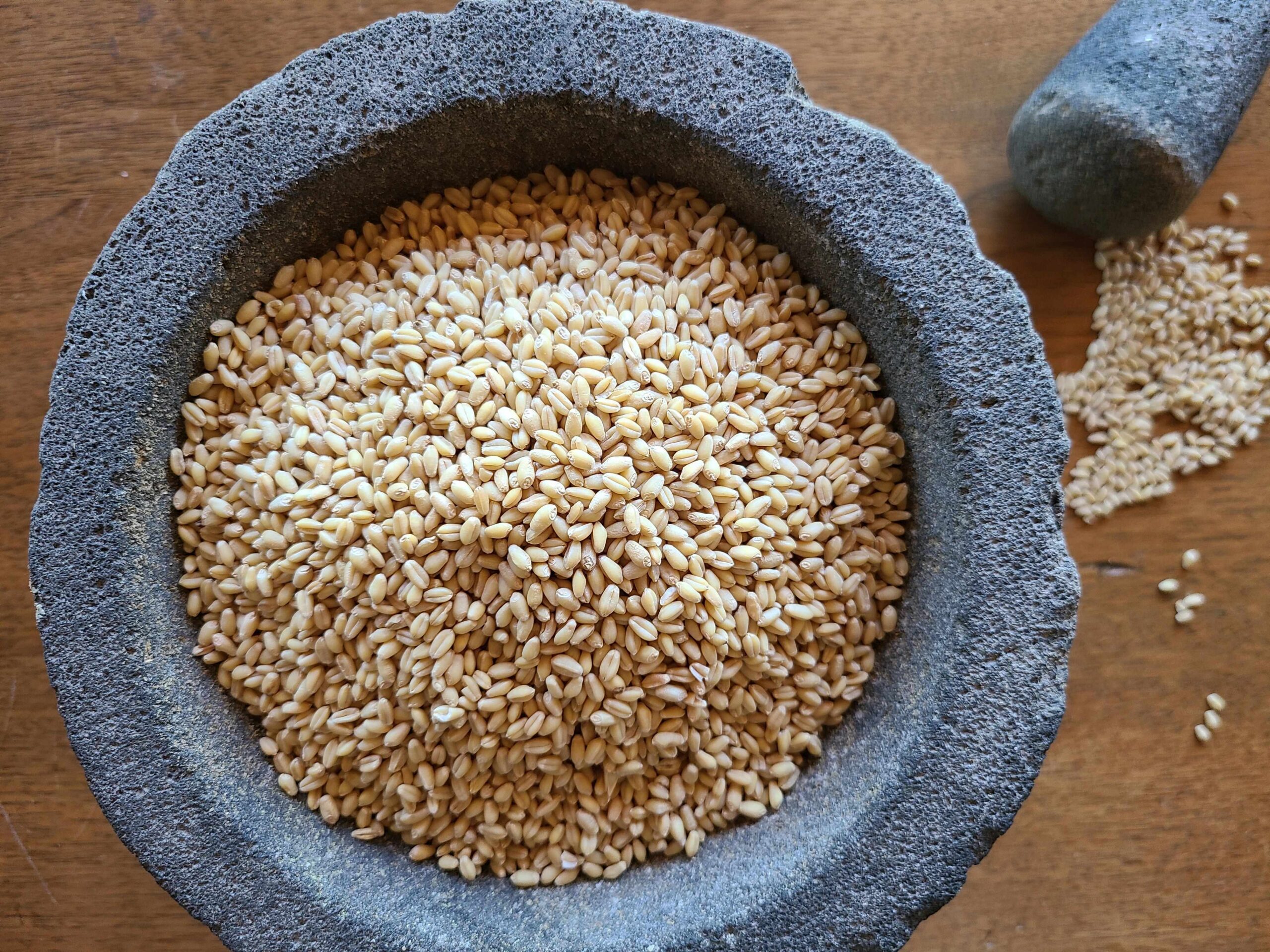 Sonora Wheat, The best soft white wheat, clean wheat, Organic Soft White Wheat