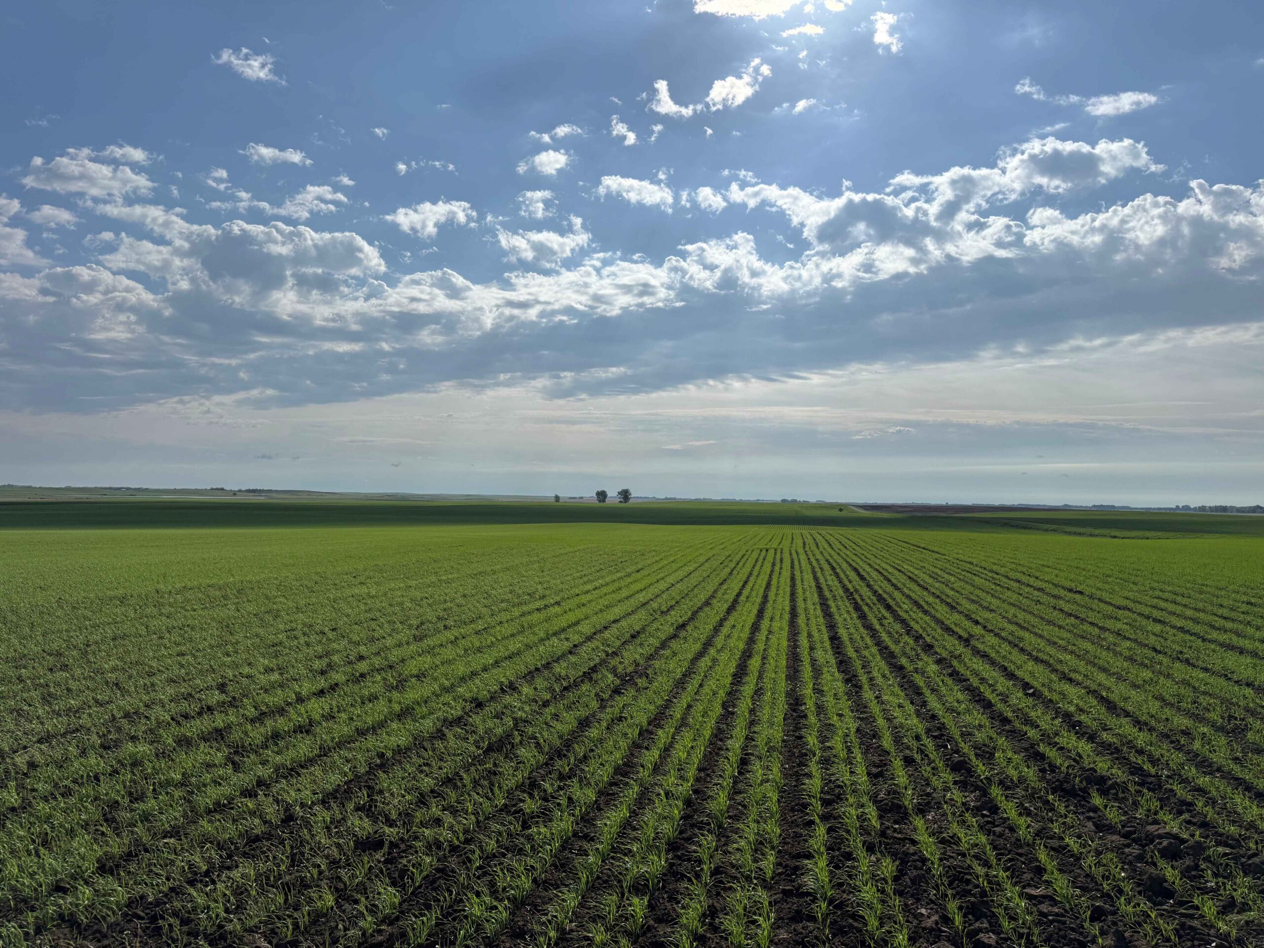 Certified Organic Regenified Grain Fields