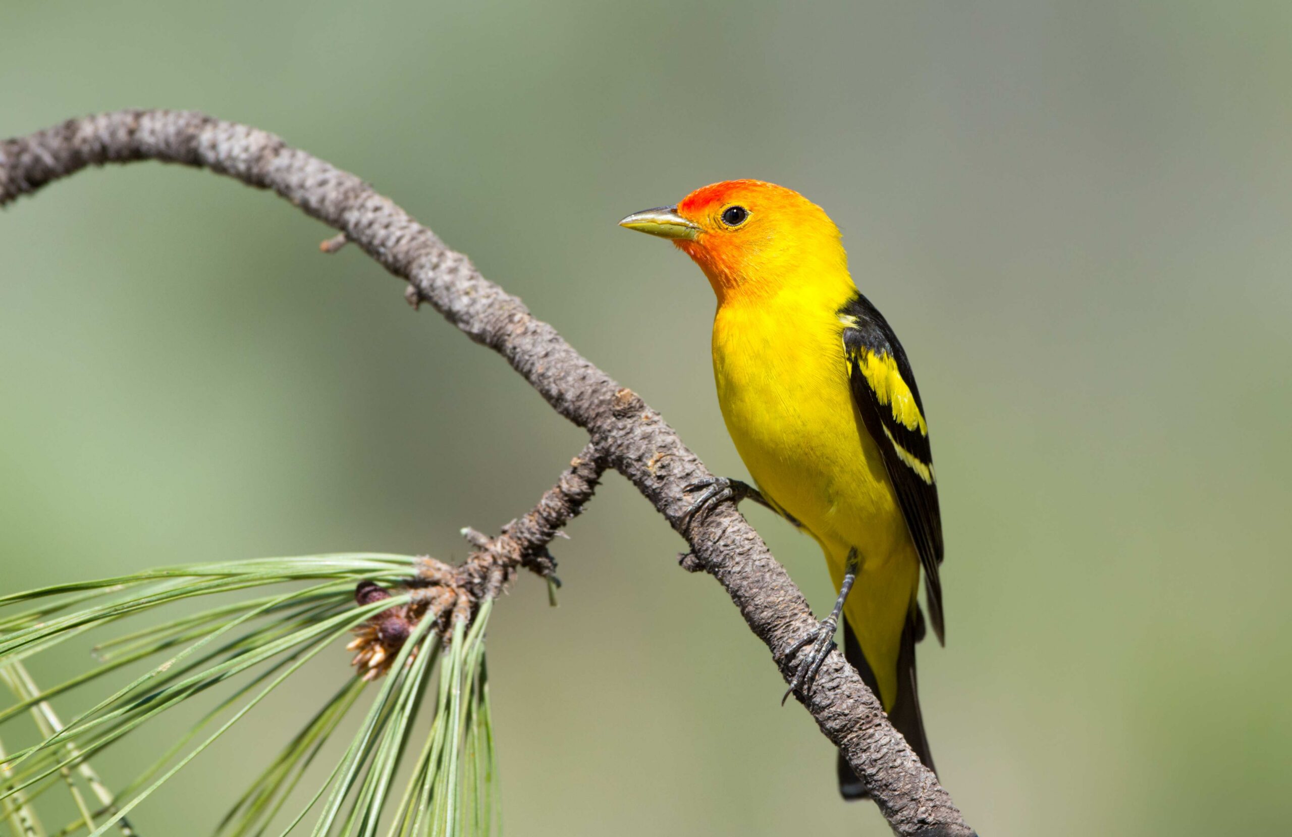 Western Tanager at Bluebird Grain Farms