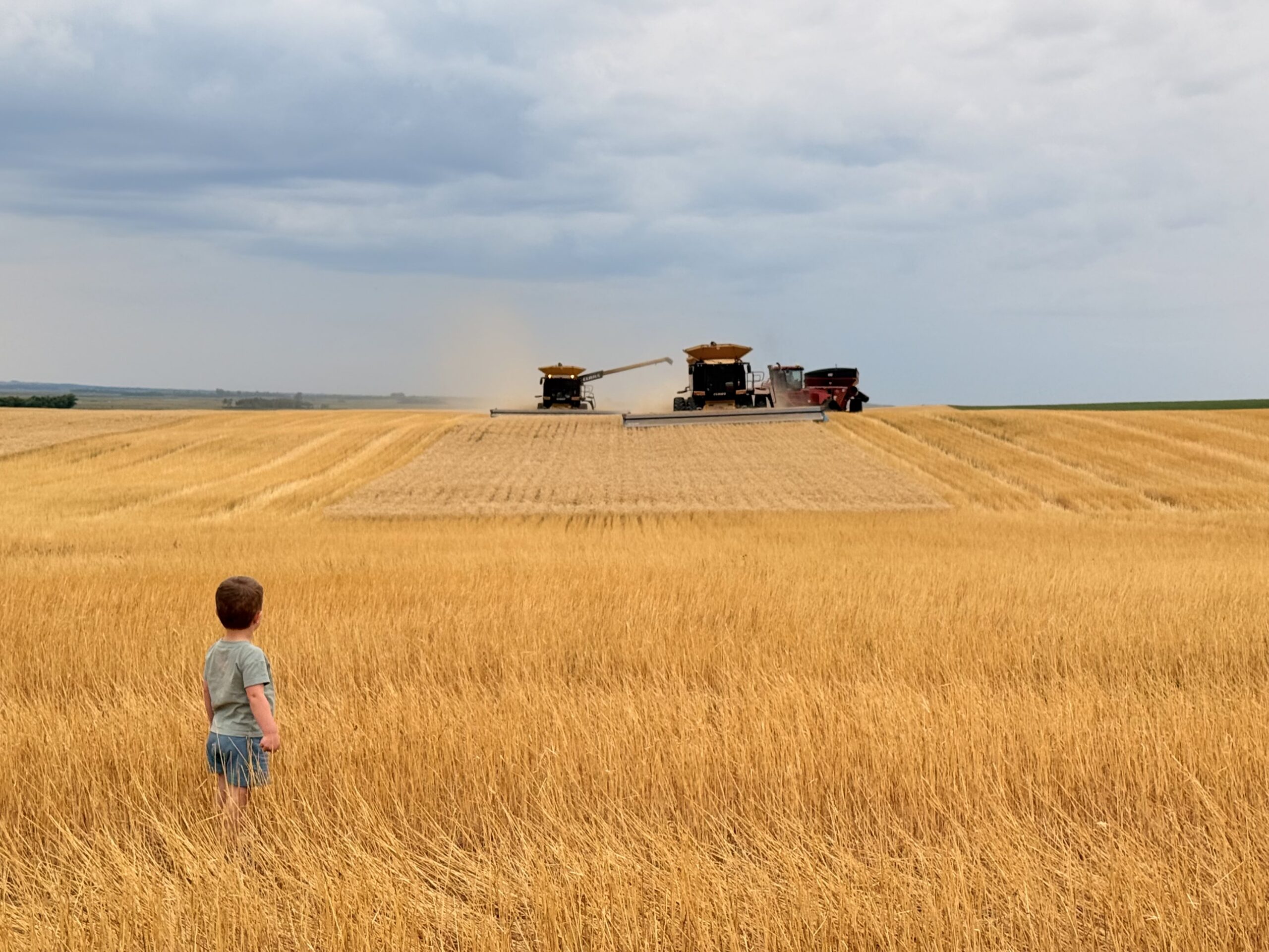 Organic Hard Red Wheat Harvest,